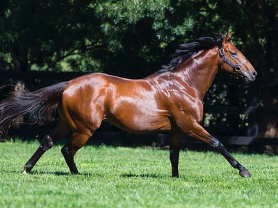 Vinery Stud: Weanlings Of The First Water At July Sales Image 2